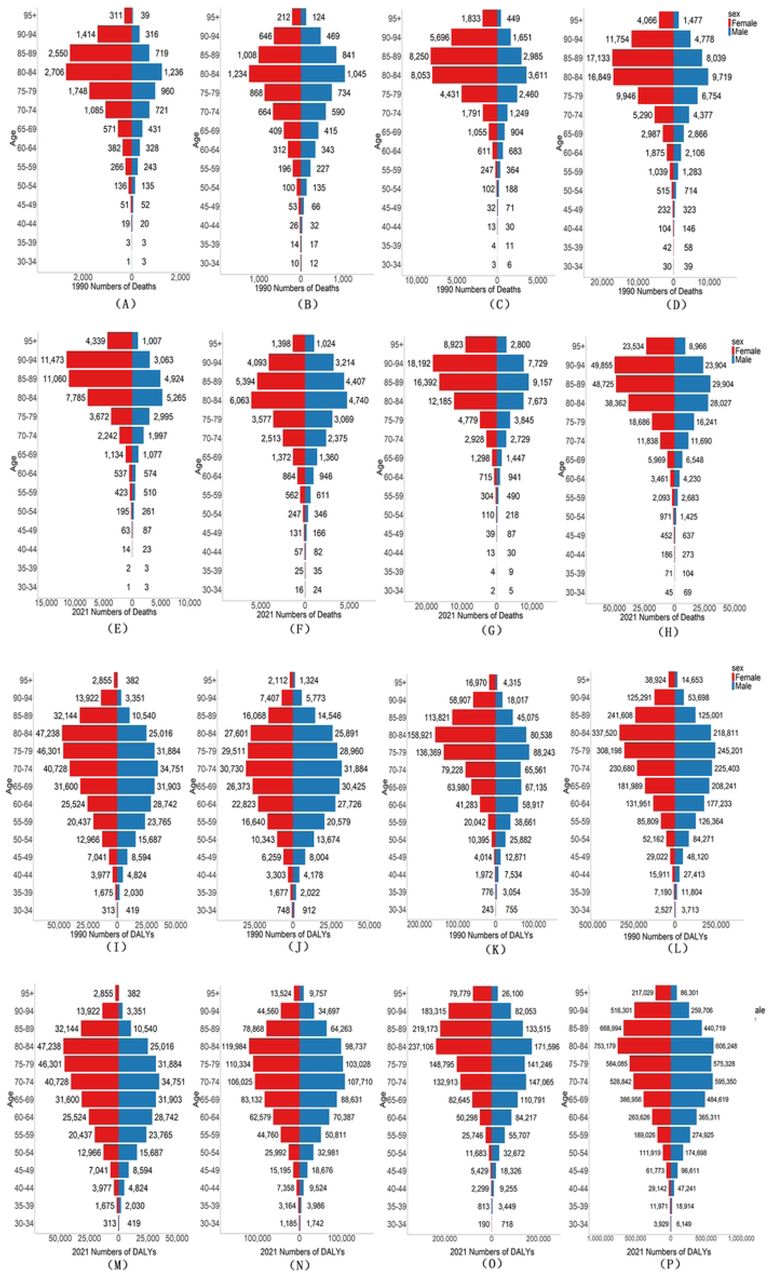 Gender differences in in deaths and DALYs numbers of AF/AFL. Comparison of the number deaths and DALYs of AF/AFL in males and females of different age groups in China, South-East Asia Region, European Region and Global in 1990 and 2021 (The X-axis represent numbers. The Y-axis represents age groups. Bar charts denote crude statistical quantities, with red for females and blue for males): (A) 1990 number of deaths in China; (B) 1990 number of deaths in South-East Asia Region; (C) 1990 number of deaths in European Region Mortality; (D) 1990 number of deaths in Global; (E) 2021 number of deaths in China; (F) 2021number of deaths in South-East Asia Region; (G) 2021 number of deaths in European Region; (H) 2021 number of deaths in Global; (I) 1990 number ofDALYs in China; (J) 1990 number of DALYs in South-East Asia Region; (K) 1990 number of DALYs in European Region; (L) 1990 number of DALYs in Global; (M) 2021 number of DALYs in China; (N) 2021 number of DALYs in South-East Asia Region; (O) 2021 number ofDALYs in European Region; (P) 2021 number of prevalence in Global.