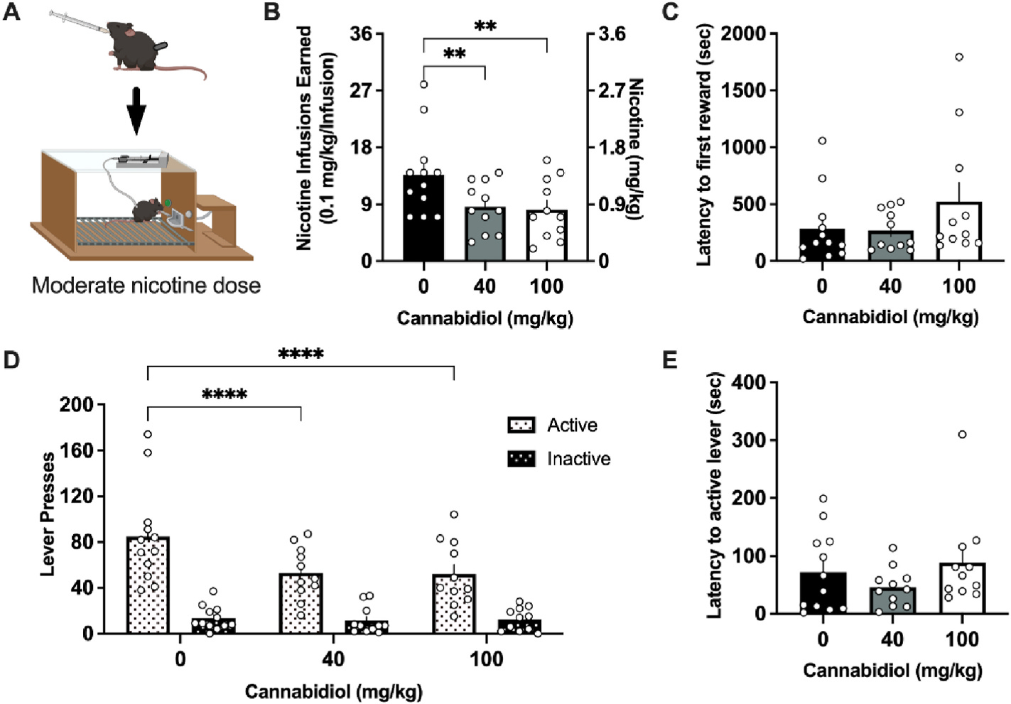 CBD attenuates nicotine intake at a moderate self-administered nicotine dose.(A) Schematic of the experimental design with the moderate 0.1 mg/kg/infusion dose of nicotine, generated with Biorender.com (B) Male and female mice self-administering the moderate dose of nicotine significantly reduced the number of rewards earned following treatment with 40 and 100 mg/kg CBD. (C) Mice did not differ in the latency to the first nicotine infusion earned following CBD treatment. (D) Analysis of lever pressing behavior demonstrates a reduction in active lever responding at both the 40 and 100 mg/kg CBD doses. No statistical differences were observed in inactive lever pressing behavior across treatment. (E) Mice did not differ following CBD treatment in the latency to the first active lever press. Individual data points shown on graphs for each subject. Bar graphs represent mean ± SEM. **p < 0.01, ****p < 0.0001.