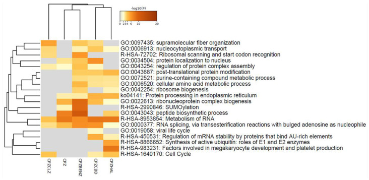 Heatmap of enriched pathways of MO3.13 cells insulted with cuprizone (CPZ) or co-treated with cuprizone and haloperidol (CPZHAL), cannabidiol (CPZCBD), clozapine (CPZCLZ), or benztropine (CPZBENZ). Created in Metascape.