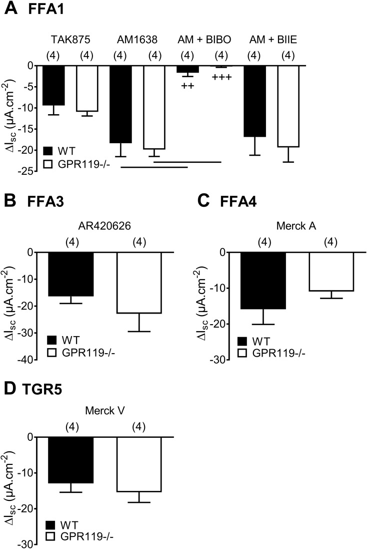 Comparison of selective FFA1, FFA3, FFA4, and TGR5 responses in GPR119−/−- and WT-descending colon mucosa. (A) The selective FFA1 agonism with TAK875 (3 µM, ap) or AM1638 (300 nM, ap) ± Y1 antagonist BIBO3304 (300 nM; AM + BIBO) or ± Y2 antagonist BIIE0246 (1 µM; AM + BIIE). (B) The FFA3 agonism (with AR420626, 100 nM), (C) the FFA4 agonism (Merck A, 10 µM), and (D) the TGR5 agonist (Merck V, 1 µM) were each added apically. Values are the means − 1 SEM with statistical differences as shown: ++P < 0.01 and +++P < 0.001, comparing AM1638 responses ± BIBO in WT or GPR119−/− tissues (ANOVA with Dunnett post hoc test).