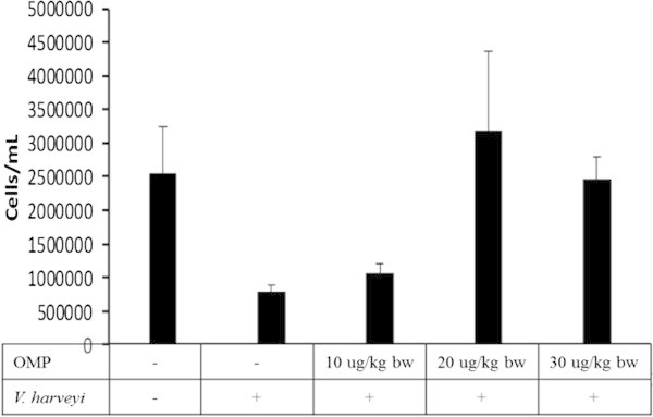 Effects of different dosages of intramuscular administration of OMP andV. harveyiinfections on total haemocyte count (THC). Data are represented as mean ± S.D. (n = 10). It indicates significant differences (P < 0.05) among five treatments determined by one-way ANOVA.