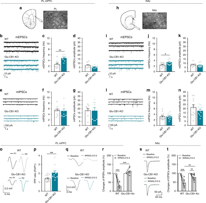 Synaptic excitatory transmission is increased in Glu-CB1-KO.a, h Schematic drawings and infrared differential interference contrast images showing the recorded neuron in the a PL and h NAc. Scale bars, 30 µm. b, e Representative traces of miniature excitatory and inhibitory postsynaptic currents (mEPSCs, mIPSCs) recorded at a holding potential of −70 mV in PL and i, l −75 mV in NAc from WT (black traces) and Glu-CB1-KO (blue traces) mice. c, d mEPSCs frequency and amplitude and f, g mIPSCs frequency and amplitude of WT and Glu-CB1-KO mice in the PL and j, k, m, n in the NAc (mean ± S.E.M; t-test, *P < 0.05, **P < 0.01, n = 9–12 cells from n = 12 mice). o–p Paired pulse facilitation (PPF). o Representative recordings of L5 field postsynaptic potentials (fPSPs) before (P1) and after (P2) stimulating twice in layer 2/3 with an interpulse interval of 50 ms for WT (above) and Glu-CB1-KO (below). p Increased paired-pulse facilitation ratio (P2/P1) in Glu-CB1-KO compared to WT (mean ± S.E.M, U Mann–Whitney, **P < 0.01; n = 12–14 slices from n = 5 animals per genotype). q Representative recordings of the modulation of fPSPs amplitude before and after application of the CB1R agonist WIN55,212-2 (5 µM) compared to baseline in PL for WT (above) and Glu-CB1-KO (below). r Changes of fPSPs amplitude in percentage in PL for WT and Glu-CB1-KO (mean and individual values, paired t-test, ***P < 0.001; n = 6 slices from n = 3 animals per genotype). s Representative synaptic responses showing mean EPSCs (five consecutive EPSCs) before and after CB1R agonist WIN55,212-2 (5 µM) bath application in the NAc for WT (above) and Glu-CB1-KO (below). t Average relative changes of EPSCs amplitude in NAc of WT and Glu-CB1-KO mice (mean and individual values, paired t-test, **P < 0.01, ***P < 0.001; n = 7–10 cells from n = 4 animals per genotype; see also Supplementary Fig. 3; statistical details are included in Supplementary Table 2).