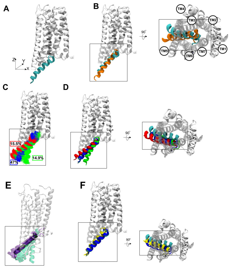 Structural analysis of Gαs α5 helix orientation and comparison with other complexes. (A) α5 helix orientation of the docked CB1-Gαs subunit complex (cyan). (B) Comparison of the α5 helix position of the docked complex vs. the α5 helix of Gαi subunit (orange). (C) Clustering of the position of the Gαs helix observed during 12 independent MD runs (blue cluster—47% of frames—3525 frames, red cluster—15.5% of frames—1162 frames, green cluster—14.9% of frames—1117 frames). (D) Most representative structure of each cluster, compared with the original docking conformation of Gαs subunit. (E) Orientation of the Gαs α5 helix after MD stabilization (in black tube representation) compared with Gαs (purple) and Gαi (aquamarine)-bound GPCRs structures. (F) Comparison of a representative structure of the most populated cluster of the Gαs subunit (blue) with the initial docking pose (cyan) and the position of the α5 helix derived from the structure of the β2-Adrenergic receptor [PDB code: 3SN6] in yellow.