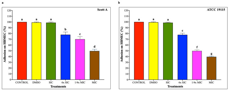 (a) Effect of cannabidiol on the adhesion of L. monocytogenes Scott A onto HBMEC. (b) Effect of cannabidiol on the adhesion of L. monocytogenes ATCC 19115 onto HBMEC. L. monocytogenes cultures (~7 log CFU/mL) pre-exposed to CBD for 5 h were used to infect HBMEC monolayers (MOI 100) for 1 h, followed by washing, cell lysis, and enumeration of adherent bacteria by plating. Bars represent the mean adhesion on HBMEC (%) ± SD (n = 6). Different superscript letters indicate significant differences across treatments compared to the control (p < 0.05). Abbreviations: DMSO, dimethyl sulfoxide (solvent control); SIC, sub-inhibitory concentration; MIC, minimum inhibitory concentration.