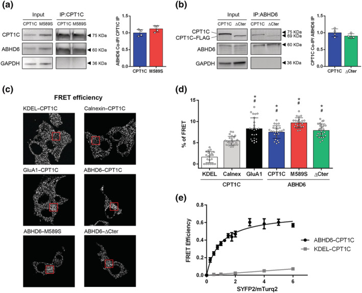 ABHD6 interacts with CPT1C. (a) Co‐immunoprecipitation of ABHD6‐SYFP2 in HEK‐293T cells using CPT1C antibody for CPT1C and M589S (n = 4). (b) Co‐immunoprecipitation of CPT1C and ΔCter in HEK‐293T cells using GFP–Trap for ABHD6–mTurq2 (n = 4). Proteins were detected in whole lysate (input) and immunoprecipitated (IP) samples. (c) Representative pictures of FRET efficiency. (d) FRET efficiency of CPT1C–SYFP2 interaction with mTurq2–KDEL and mTurq2–Calnexin as negative FRET interactions, and CPT1C–SYFP2 with GluA1–mTurq2 as a positive FRET interaction. ABHD6–mTurq2 interaction with CPT1C–SYFP2, M589S–SYFP2, and ΔCter‐SYFP2. Percentage of FRET was measured by the increase in donor intensity after photobleaching (n = 25). (e) FRET sensitized emission of CPT1C with either ABHD6 or KDEL in living cells. Assays were performed 48 h post transfection in HEK‐293T cells expressing ABHD6–mTurq2 or mTurq2–KDEL and with increasing amounts of the cDNA for CPT1C–SYFP2. FRET saturation curves for both protein pairs were obtained by monitoring SYFP2 fluorescence emission at 530 nm after excitation of mTurq2 at 420 nm and subtracting values obtained with cells expressing the same amount of donor protein. Means ± SD (n = 5). *P < 0.05, significantly different from KDEL‐CPT1C; # P < 0.05, significantly different from Calnexin‐CPT1C; one‐way ANOVA followed by Bonferroni's post hoc correction