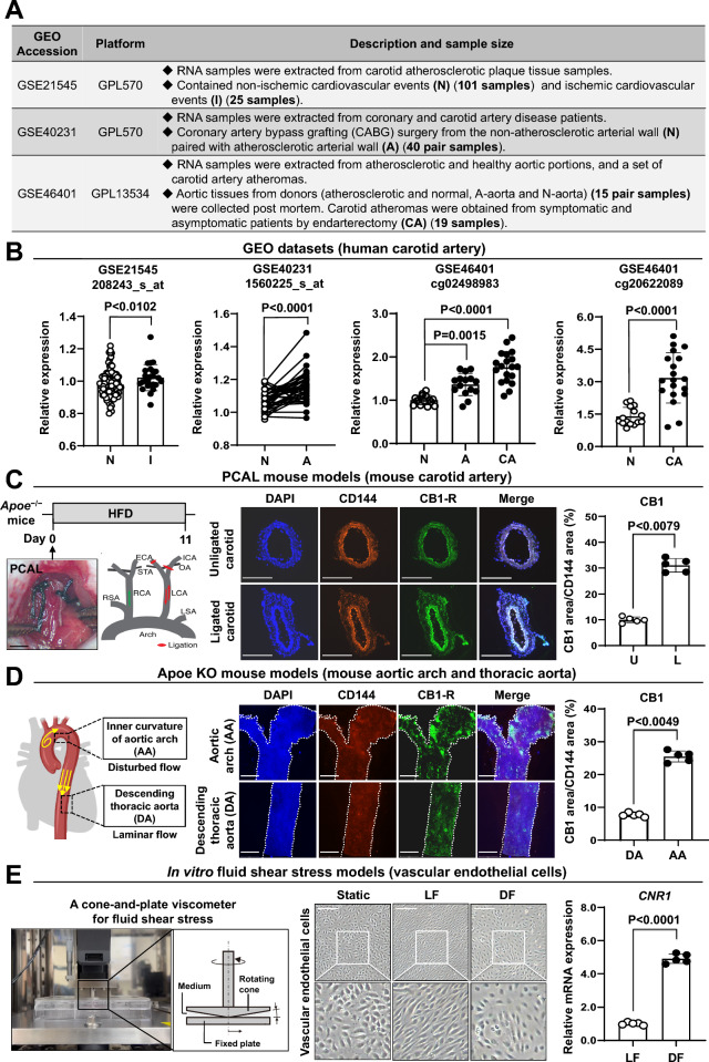Expression levels of CB1 in atherosclerosis. (A and B) CNR1 expression levels in human arteries. A Summary of individual microarray datasets retrieved from the GEO database (https://www.ncbi.nlm.nih.gov/gds). GPL570, (HG-U133_Plus_2) Affymetrix Human Genome U133 Plus 2.0 Array. GPL13534, Illumina HumanMethylation450 BeadChip (HumanMethylation450_15017482). B Microarray data from the GSE21545, GSE40231, and GSE46401 datasets, which include patients with carotid atherosclerotic plaques and carotid artery disease, were analyzed. CNR1 expression levels are shown. (C and D) CB1 expression levels in mouse arteries. C Schematic overview of the experimental design (upper left panel). Carotid artery sections from partial carotid artery ligation (PCAL) model mice (n = 5) were analyzed, and the unligated (U) and ligated (L) carotid arteries were compared. A diagram of partial ligation of the carotid artery is shown (lower left panel). Scale bar: 5 mm. The left common carotid artery (LCA), external carotid artery (ECA), internal carotid artery (ICA), and superior thyroid artery (STA) were ligated, leaving the occipital artery (OA) open. The right subclavian artery (RSA), right common carotid artery (RCA), and left subclavian artery (LSA) were unligated and remained patent. Immunofluorescence staining was performed using specific antibodies (middle panel). Scale bar: 250 μm. Quantification of the CB1-positive area within carotid artery sections is shown (right panel). D Schematic illustration of the aortic arch and descending thoracic aorta (left panel). Arterial sections from Apoe−/− model mice (n = 5) were analyzed, and the aortic arch (AA) and descending thoracic aorta (DA) were compared. En face immunofluorescence staining was performed using specific antibodies (middle panel). Scale bar: 20 μm. The quantification of the CB1-positive area within arterial sections is presented (right panel). E CNR1 expression levels in vascular endothelial cells. Schematic illustration of the cone-and-plate viscometer used to generate fluid shear stress in vascular endothelial cells (left panel). Morphological changes in hiPSC-ECs were observed under laminar flow (12 dyne/cm2), disturbed flow (3 dyne/cm2), and static conditions for 24 h (middle panel), with high-magnification views of the regions outlined in white boxes. Scale bars: 100 μm. The mRNA expression levels of CNR1 in hiPSC-ECs were quantified by qPCR and normalized to those of GAPDH (right panel)