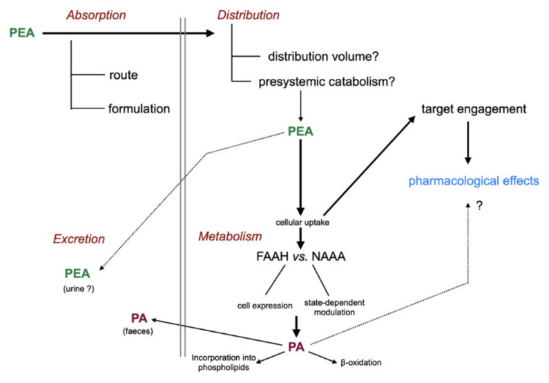 Absorption, distribution, metabolism, and excretion of PEA. Abbreviations: FAAH, fatty acid amide hydrolase; NAAA, N-acylethanolamine acid amidase; PA, palmitic acid. For details with respect to the metabolism of PA, see [7].