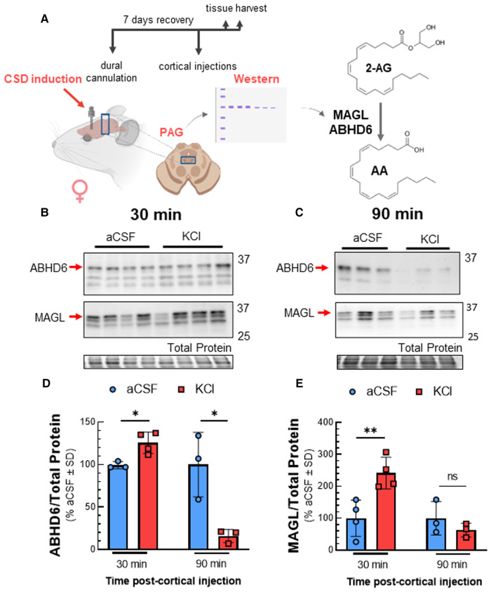 Total expression of ABHD6 and MAGL in PAG after cortical KCl injection. Female Sprague Dawley rats were injected with KCl (0.5 µl, 1M) or aCSF (0.5 µl) through the guide cannula one week after dural cannulation surgery. PAG samples obtained 30 and 90 min after cortical injections were subjected to Western immunoblotting to determine expression of ABHD6 and MAGL. (A) Schematic of experimental setting to detect changes in the expression of MAGL and ABHD6 in CSD induced model. (B) Representative immunoblots showing the detection of MAGL and ABHD6 along with total protein in PAG samples 30 min after cortical injection of KCl or aCSF. (C) Representative immunoblots of PAG samples showing the detection of MAGL and ABHD6 with total protein 90 min after CSD induction. (D) Cortical KCl significantly increased ABHD6 detection 30 min after injection however the detection of ABHD6 was significantly reduced at the 90 min time-point (unpaired t-test, 30min: t(5) = 3.44, p = 0.018; 90 min: t(4) = 3.752, p = 0.020) (E) MAGL detection was increased 30 min post-injection as compared to cortical injection of aCSF at times when 2-AG are reduced, but no significant difference was observed at 90 min in PAG samples (unpaired t-test, 30 min: t(6) = 3.762, p = 0.0094; 90 min: t(4) = 1.133, p = 0.32). Values are % of aCSF control ± SD (n = 3/condition) ns = non-significant (p > 0.05), *p < 0.05, **p < 0.01.