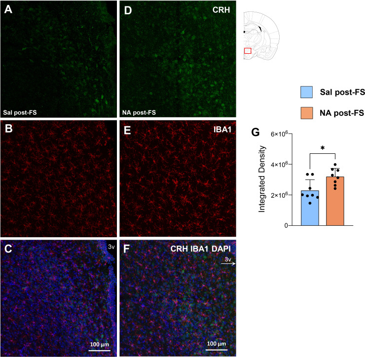 Panel of immunofluorescence micrographs showing comparisons between Sal post-FS and NA post-FS groups for CRH (green, panels A and D), IBA1 (red, panels B and E), and merged CRH/IBA1/DAPI stains (blue, panels C and F) in brain tissue. Panel G displays a bar graph comparing integrated density values with higher values measured in the NA post-FS group, and a significant difference indicated by an asterisk. Schematic brain diagram in the upper right marks the region of analysis and color codes the groups.