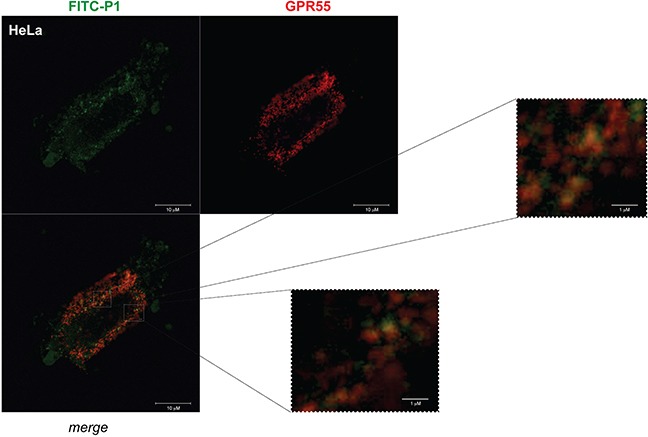 FITC-P1 co-localizes with HA-GPR55Representative images from confocal analysis of HeLa cells overexpressing HA-GPR55 and incubated with FITC-P1. Live transfected cells were stained with the anti-HA antibody and secondary Alexa568-tagged anti-mouse antibody (red) for GPR55 staining, and then incubated for 1 h with 40 μg/ml (26.8 μM) FITC-P1 (green). After extensive washes, the cells were fixed and analyzed at the confocal microscope. The two channels and their merge are shown. Two magnifications of the boxed areas in the merge panel are shown. Scale bars: 10 μm (main panel); 1 μm (boxed areas).