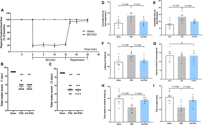 EA treatment alleviated the depressive-like behavior produced by PSD. (A) Changes in regional cerebral blood flow (rCBF) during BCCAO operation in mice. (B,C) The neuroglial outcome of each group at 1 day and 3 days after reperfusion. (n = 8, **P < 0.01 vs. the sham group). (D) The treatment of EA reversed the increased immobility in the TST produced by PSD. (E) The expose of PSD significantly increased the immobility time in FST, whereas EA treatment reversed this increase. (F,G) PSD significantly prolonged the latency to feed during the novel environment in NSF test, while EA treatment prevented this increase. Neither PSD nor EA treatment altered the latency to feed in home cage. (H) PSD elicited a significant reduction in the time spent in the central arena of the open field, whereas EA treatment prevented this reduction. (I) The expose of PSD significantly reduced time spent in open arms in EPM test, while EA treatment reversed this decrease.