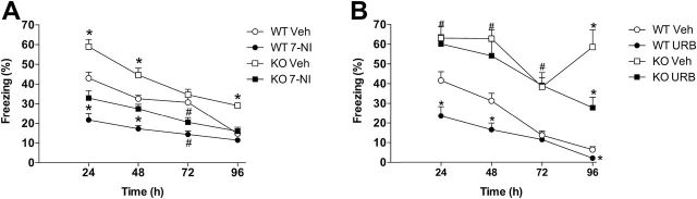 7-Nitroindazole (7-NI) and URB597 (URB) attenuated fear behavior in nitric oxide synthase (iNOS) knockout (KO) mice. A) 7-NI 30mg/kg administered before the first reexposure to the chamber attenuated fear behavior in wild-type (WT) and KO mice. Results are expressed as means±SEM. Student Newman-Keuls (S-N-K) *P<.05 different from other groups; #P<.05 compared with respective control group; n=7=11/group. B) KO mice presented extinction deficits and URB 3mg/kg facilitate this behavior. URB 3mg/kg also facilitated extinction in WT mice. Results are expressed as means±SEM. S-N-K *P<.05 different from other groups; #P<.05 KO mice different from WT mice; n= 7–9/group.