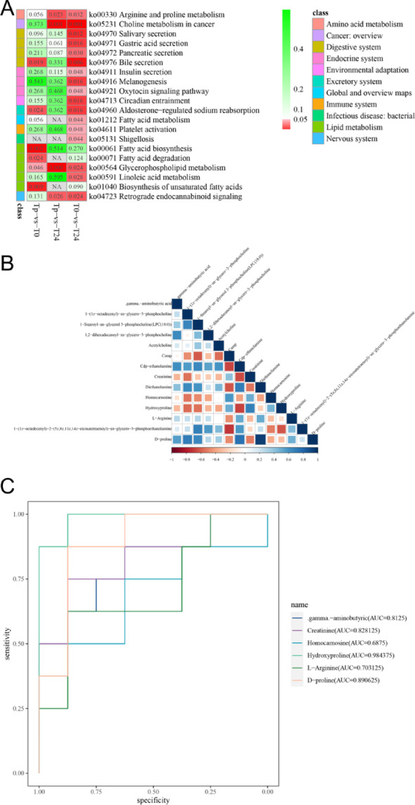 The results of KEGG pathway enrichment. A: The top 20 pathways analyzed for KEGG pathway enrichment. The numbers in the grid represent P-values, and the metabolic pathways are classified on the far left. B: Heatmap of differential metabolite correlations in three metabolic pathways in the Tp versus T0 comparison group. Blue represents a positive correlation and red a negative correlation, the greater the correlation the darker the colour. C: ROC curves of differential metabolites within the arginine and proline metabolic pathways in the Tp versus T0 comparison group