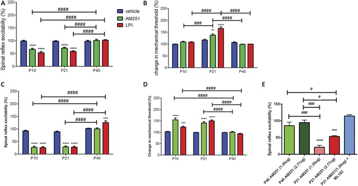 Effect of intraperiaqueductal grey (PAG) and rostroventral medulla (RVM) microinjection of AM251 (CB1 receptor inverse agonist, GPR55 receptor agonist, 2.77 and 1.35 μg/animal) and lysophosphatidylinositol (LPI) (endogenous GPR55 agonist, 12 μg/animal) on withdrawal reflexes to mechanical von Frey hair stimulation in P10, P21, and P40 rats. (A) Intra-PAG AM251 and LPI only decreased spinal reflex excitability in P10 and P21 rats (P < 0.0001, 2-way analysis of variance [ANOVA]). There are significant age-related differences in AM251 and LPI responses between P40 and younger animals (P < 0.0001, 2-way ANOVA). (B) Intra-PAG AM251 and LPI did not change the mechanical thresholds in either P10 or P40 rats, but significantly increased it in P21 animals. There are significantly age-related differences in AM251 and LPI-mediated changes in mechanical withdrawal thresholds (P < 0.001, 2-way ANOVA). (C) Intra-RVM AM251 did not have an effect in P40 rats, but significantly reduced spinal reflex excitabilities in P10 and P21 animals. Lysophosphatidylinositol increased spinal reflex excitability in P40 rats, but decreased it in P10 and P21 animals. These age-related differences were significant (P < 0.0001, 2-way ANOVA). (D) Intra-RVM AM251 and LPI significantly increased mechanical thresholds in P10 and P21 rats, but had no effect in P40 animals. This age-related difference was significant (P < 0.0001, 2-way ANOVA). (E) Intra-PAG AM251 (2.77 and 1.35 μg) did not have an effect in P40, but significantly inhibited spinal reflex excitability in P21 animals (P < 0.0001, 1-way ANOVA). Coadministration of AM251 (1.35 μg) with the GPR55 receptor–specific antagonist ML193 (1 μg) reversed AM251-mediated inhibition of spinal reflex excitability in P21 animals. **, ***, and **** = P < 0.01, P < 0.001, and P < 0.0001, respectively, between drug comparisons, 2-way ANOVA and 1-way ANOVA with Bonferroni multiple comparisons. #, ### and #### = P < 0.05, P < 0.001 and P < 0.0001, respectively, between age comparison, 2-way ANOVA and 1-way ANOVA with Bonferroni multiple comparisons.