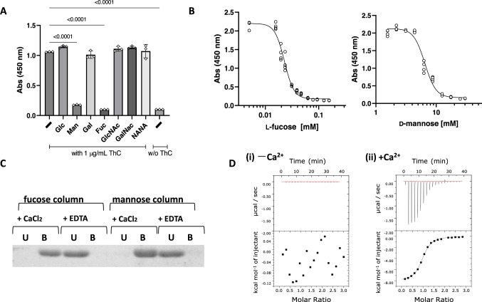 Critical role of sugar-binding capacity in ThC-dependent MPL activation.A Relative cell proliferation in the presence of various sugars (10 mM) in Ba/F3-HuMpl cells with rThC (1 μg/mL). n = 3 per data point, bars ± SD. One-way ANOVA followed by a Dunnett’s test for multiple group comparison. B Concentration-dependent inhibition of fucose or mannose on cell proliferation by rThC treatment (1 μg/mL). IC50 for fucose and mannose were 22.8 (95% CI of 21.7–23.9), 6460 (95% CI of 6117–6842) μM, respectively. C Binding capacity of rThC to fucose- or mannose-immobilizing resins in the presence of 1 mM CaCl2 or 1 mM EDTA. Unbound, U and bound, B. Three independent experiments were carried out and similar results were obtained. D Thermodynamic analysis of the interaction with fucose in the absence (left) and presence (right) of 5 mM CaCl2. The thermogram (top) and titration curve (bottom) are shown.