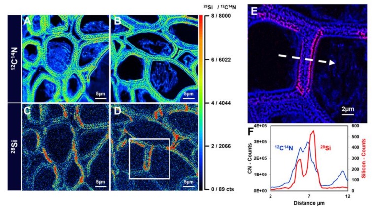 NanoSIMS images of hemp hypocotyl. (A) and (B) Distribution of 12C14N− in the bast fibres of textile hemp grown for 15 days on 1mM sodium metasilicate. (C) and (D) 28Si− in the bast fibres of textile hemp grown for 15 days on 1mM sodium metasilicate. (E) Zoomed image of the white box in (D). (F) Linescans of the 12C14N and 28Si in (E) (relative to the region marked with the white dotted arrow). The colour scale goes from black to red with increasing intensity. The scale bars are 5 µm in panels (A–D) and 2 µm in panel (E). Images were taken using a CAMECA NanoSIMS 50 instrument (Gennevilliers, France).