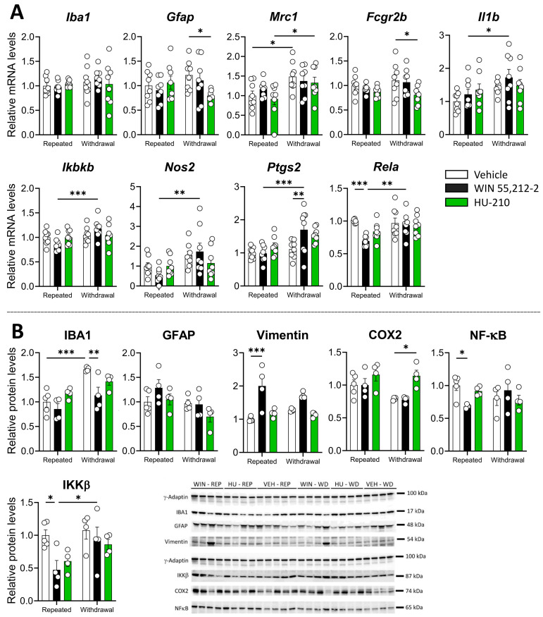 Effects of repeated administration and withdrawal of WIN 55,212-2 and HU-210 on gliosis and inflammatory markers at both the gene expression (A) and protein levels (B) in the prefrontal cortex. Two-way analysis of variance (ANOVA), whose factors were dependence (repeated administration vs. withdrawal) and drug (vehicle vs. WIN 55,212-2 or HU-210) followed by Tukey post hoc test for multiple comparisons between two groups (*). A p value < 0.05 was considered statistically significant (* = p < 0.05, ** = p < 0.01, *** = p < 0.001).