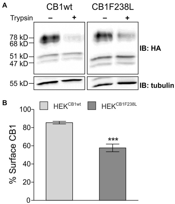 Surface expression of HA-CB1F238L compared with HA-CB1wt. (A) HEK293 cells stably expressing HA-CB1wt or HA-CB1F238L were treated with trypsin or versene (control). Trypsin is able to cleave the extracellular HA-tag. Thus, control samples show total CB1 receptor amount, whereas trypsin treated samples show intracellular CB1 receptor amount. (B) Surface HA-CB1 was calculated and expressed as percent of total HA-CB1. We found 85.49% (±1.44) of HA-CB1wt, but only 57.68% (±4.26) of HA-CB1F238L to be located to the plasma membrane. (Student’s t-test. Data are presented as the mean ± SEM of n = 7 independent experiments. ***p < 0.001).