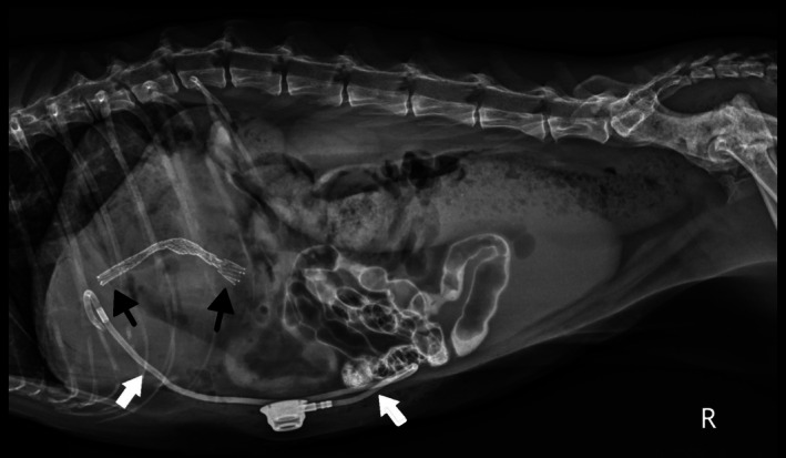 Post‐operative right lateral abdominal radiograph for Case 1. The biliary drainage tube (white arrows) and stent (black arrows) are appropriately placed. There is persistent contrast within the gastrointestinal tract showing patency of the biliary system after the cholangiogram.