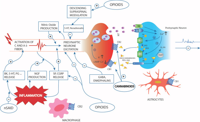 Simplified scheme representing the pathogenesis of pain following inflammatory disease or nociceptive stimulus, the cytokines involved in the process, the descending supraspinal modulation and the relive neurotransmitters and endocannabinoid retrograde signalling mediated synaptic transmission. Endocannabinoids are produced from postsynaptic terminals upon neuronal activation. Natural and synthetic cannabinoids act like the two major endocannabinoids shown in the scheme: anandamide (AEA) and 2-arachidonolglycerol (2-AG). Endocannabinoids, synthesized starting from fatty acids (FA) through diacylglycerol lipase (DAGL) and N-acyl phosphatidylethanolamine phospholipase D (NAPE-PLD) readily cross the membrane and travel in a retrograde fashion to activate CB1 and CB2 located in the presynaptic terminals. Activated CB1 will then inhibit neurotransmitter (NT) release through the suppression of calcium influx. NT can bind to ionotropic (iR) or metabotropic (mR) receptors. 2-AG is also able to activate CB1 located in astrocytes. Although endocannabinoid retrograde signalling is mainly mediated by 2-AG, AEA can activate presynaptic CB1 as well. Fatty acid amide hydrolase (FAAH) found in postsynaptic terminals is responsible for degrading AEA to AA and ethanolamine (Et). Inflammation led to release of biochemical mediators (bradykinin (BK), serotonin (5-HT), prostaglandins etc) and the up-regulation of pain mediator nerve growth factor (NGF). The substance P (SP) and calcitonin gene-related peptide (CGRP) vasoactive neuropeptides, released from sensory nerve, also have a role in inflammation. The interaction with opioids, cannabinoids and nonsteroidal anti-inflammatory drugs are also represented. Adapted from Bruni et al. [6]; permitted reproduction under the terms and conditions of the Creative Commons Attribution (CC BY) license (https://creativecommons.org/licenses/by/4.0/).