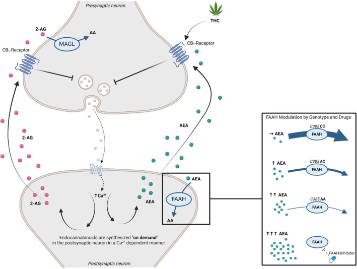 Graphical representation of eCB signaling at the synapse. Stimulation of the postsynaptic neuron by the pre‐synaptic neuron leads to the synthesis of the eCB ligands anandamide (AEA) and 2‐arachidonoylglycerol (2‐AG). These travel across the synapse in a retrograde fashion to bind to cannabinoid receptor 1 (CB1) on the pre‐synaptic neuron, inhibiting its activity. The box on the bottom right illustrates the effects of the FAAH C385A SNP and FAAH inhibitors on FAAH activity. The presence of the A allele is associated with reduced FAAH activity, resulting in higher peripheral AEA concentrations, particularly in individuals homozygous for the A allele. The highest peripheral AEA concentrations are observed when FAAH activity is pharmacologically inhibited. Figure created with Biorender.