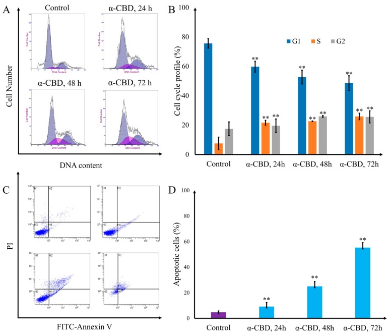 Cell cycle arrest and apoptosis induced by α-CBD in hepatocellular carcinoma cells. (A) Patterns of cell cycle distribution in HepG2 cells treated with α-CBD; (B) cell cycle profile of CBD-treated HepG2 cells; (C) patterns of apoptosis distribution inHepG2 cells treated with α-CBD; and (D) apoptotic cells among the total HepG2 cells treated with α-CBD (n = 3; ** p < 0.01).
