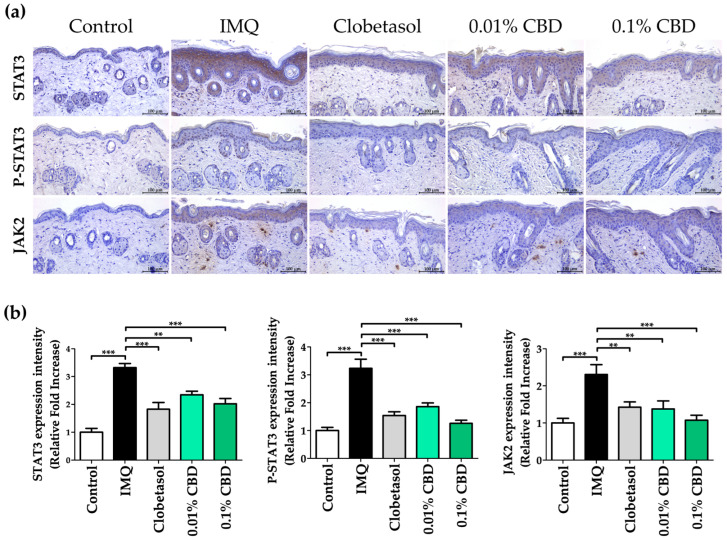 IHC staining analysis of skin lesions in a psoriasis mouse model treated with CBD. (a) IHC staining and (b) quantification of the JAK–STAT pathway protein expression in a psoriasis mouse model. Original magnification, ×200; scale bar = 100 μm. Data are presented as mean ± SEM values. ** p < 0.01 and *** p < 0.001 compared to the Control group or IMQ group. CBD, cannabidiol; IHC, immunohistochemistry; IMQ, imiquimod; JAK, Janus kinase; SEM, standard error of the mean; STAT, signal transducer and activator of transcription.