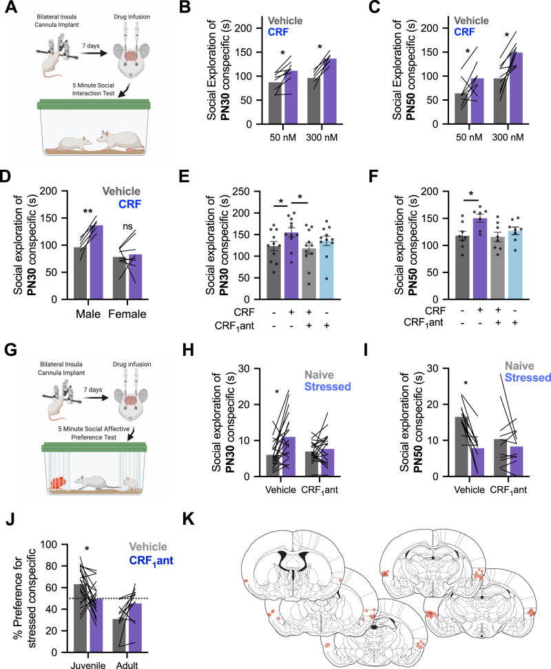 CRF augments social behavior and is necessary for social affective behavior.A A diagram laying out the experimental procedure for social exploration tests. Cannula was placed in the insular cortex. On the day of testing, rats were given 1 h to acclimate to the testing cage. CRF or saline vehicle infusions were made 40 min prior to social interaction with a juvenile (P30) or adult (P50) conspecific for 5 min. B In male rats, CRF increased social exploration of juvenile conspecifics, FCRF(1, 13) = 48.5, P < 0.0001. Sidak’s post hoc tests revealed significantly increased social exploration at both 50 nM (P = 0.0044) and 300 nM (P < 0.0001). C In male rats, CRF also increased social exploration of P50 conspecifics, FCRF(1, 15) = 24.99, P = 0.0002. Sidak’s post hoc tests showed that social exploration was increased at both 50 nM (P = 0.0450) and 300 nM (P = 0.0007) doses. D In female rats, 300 nM CRF did not alter social interaction with juvenile conspecifics. Female data were compared males at 300 nM (data replotted from panel B to facilitate comparison) revealing a sex-specific effect of CRF FSex × CRF(1, 13) = 6.517, P = 0.0241 such that males showed increased social exploration following CRF treatment (P = 0.0033) but females did not (P = 0.8615). E Social exploration by males (n = 11) of juvenile (PN30) conspecifics was altered by CRF and the CRF1 antagonist CP154526. A two-way repeated-measures ANOVA revealed a significant interaction FCRF × CRF1antagonist(1, 10) = 12.82, P = 0.005. 300 nM CRF increased social exploration that was significantly greater than both the vehicle condition (Tukey’s post hoc test, P = 0.0359) and the combined CRF and CRF1 antagonist condition (P = 0.0152). Independently, the CRF1 antagonist had no effect on social exploration (P = 0.6093). F In tests of male rats (n = 8) with adult conspecifics, CRF1 antagonist blocked the increase in social interaction caused by CRF, FCRF × CRF1antagonist(1, 6) = 12.67, P = 0.0119. Mean social interaction time was greatest in the group that received CRF alone that differed from the vehicle (P = 0.0142) and combined CRF and CRF1 antagonist conditions (P = 0.0457). G Diagram of the social affective behavior test (SAP) paradigm. Rats received insular cannula implants. On the test day, drug infusions were made 40 min before SAP tests consisting of a 5-min interaction with a naive and stressed same-sex conspecific. The amount of time spent socially investigating each conspecific is recorded. H When tested under vehicle conditions with PN30 conspecifics, male rats (n = 19) exhibit greater exploration of the stressed rat (P = 0.0027); this pattern was blocked by the CRF1 antagonist (P = 0.8293) supported by a significant interaction, FCRF1antagonist × Stress(1, 18) = 5.225, P = 0.0346. I Experimental male rats (n = 11) spent less time interacting with stressed PN50 adult conspecifics in the vehicle condition but this pattern was blocked by the CRF1 antagonist, FCRF1antagonist × Stress (1,10) = 6.133, P = 0.0327. Post hoc comparisons revealed a preference for more interaction with naive adults in vehicles (P = 0.0020) but no difference with the CRF1 antagonist (P = 0.5150). J For comparison, time spent interacting with naive and stressed conspecifics from panels H and I was converted to a preference score (% preference = time investigating stressed conspecific/total investigation time × 100). In vehicle conditions, experimental rats preferred interaction with stressed juveniles, but avoided stressed adults and CRF1 antagonist treatment appeared to reduce these preferences, FAge × Drug (1, 28) = 11.30, P = 0.0023. When comparing juveniles, the percent preference for the stressed conspecific was significantly reduced by CRF1 antagonist (P = 0.0227). When comparing adults, although the CRF1 antagonist appeared to eliminate the preference for naive conspecifics, the Sidak-corrected post hoc test did not reach significance (P = 0.0768). K Cannula maps showing the placement of in-dwelling cannula across all experiments related to Fig. 3. Diagrams in panels A and G were created with BioRender.com.