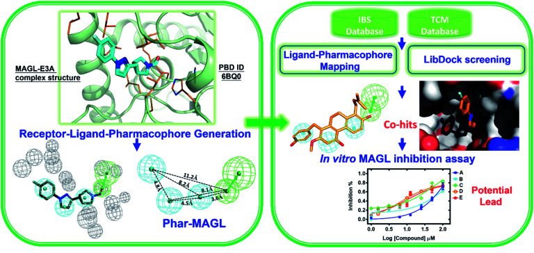 Flowchart of the combination of structure-based pharmacophore modelling and molecular docking couples with in vitro biochemical assay to identify potential inhibitors from natural product databases for human MAGL inhibition.