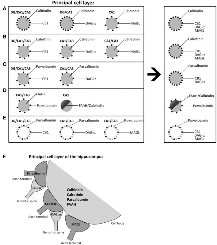 Schematic representation that hypothesizes the neuronal substrates containing 2-AG/CB1 signaling system and the CaBPs calbindin, calretinin, and parvalbumin in the different hippocampal regions. (A) Calbindin+ neurons in principal cell layers were closely surrounded by CB+1, DAGLα+, and MAGL+ terminals and processes. (B) Hippocampal cells containing calretinin were closely surrounded by CB+1, DAGLα+, and MAGL+ terminals and processes. (C) Hippocampal cells containing parvalbumin were closely surrounded by processes expressing CB1 and DAGLα, but not MAGL. (D) A number of hippocampal pyramidal cells co-expressed both calbindin and FAAH in CA1, which could be surrounded by parvalbumin+ terminals. (E) Fibers and puncta expressing parvalbumin and CB1, DAGLα, or MAGL were arranged in an intercalated manner around cells of the principal cell layers. (F) A Scheme that summarizes the putative anatomical organization of the neuronal substrates that express 2-AG/CB1 signaling system-related molecules associated with the CaBPs.
