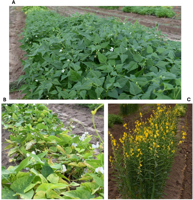 Panel A shows a dense row of healthy tepary bean plants with abundant leaves and white flowers in a cultivated field. Panel B depicts a row of cowpea plants with white flowers and some yellowing leaves, also growing in soil. Panel C features a vertical row of flowering sunn hemp plants with tall green stalks and numerous small yellow flowers along their stems in a similar field setting.