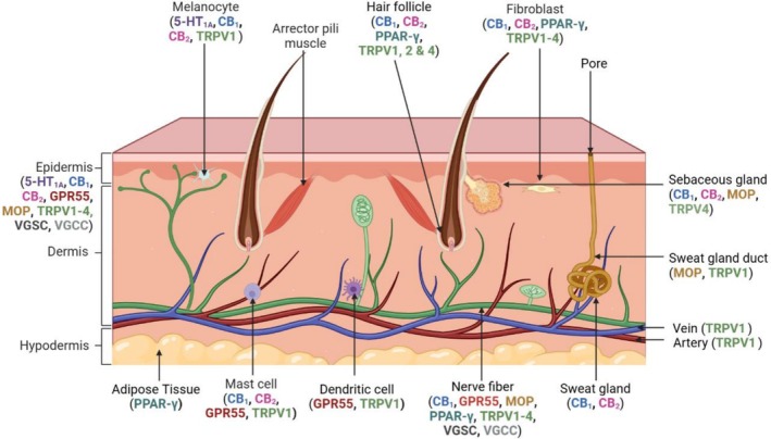 Receptors modulated by CBD and their distribution in the skin. Created using http://biorender.com.