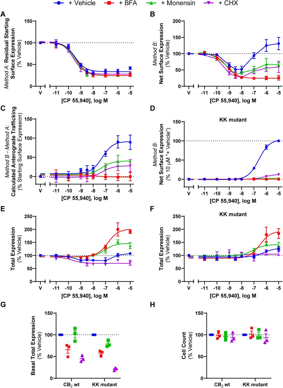 CB2 wt and KK mutant trafficking in response to CP 55,940 in the presence of various trafficking-related inhibitors HEK cells stably expressing CB2 wt (A, B, C, E) or KK mutant (D & F) were treated with a CP 55,940 dilution series for 3 hours, in the absence or presence of trafficking or protein synthesis inhibitors, and were labelled to measure(A) residual starting surface expression (Method A), (B, D) net surface expression (Method B), or (E, F) total receptor expression. (C) Calculated CB2 wt anterograde trafficking (Method B – Method A). (G) Basal total expression, and (H) average cell count from ‘G’. Data are presented as mean ± SEM from three independent experiments.