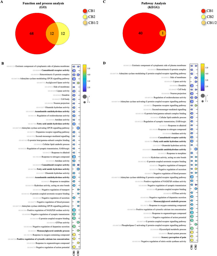 KEGG, GO and MPO enrichment analyses in rats. (A,C,E) Venn diagrams of shared pathways or processes. (B,D,F) Bubble charts of significantly enriched pathways, processes, and functions. For more information refer to legend for Fig. 3.