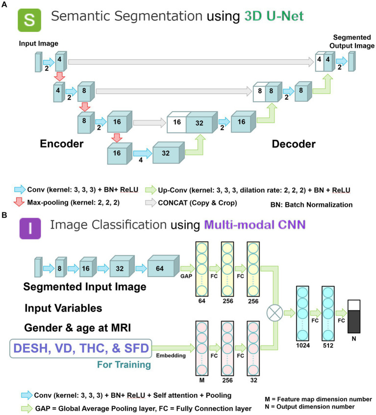Two combined deep learning models; and multimodal convolutional neural network for image classification. (A) 3D U-Net model with four layers for volumetric semantic segmentation task. Each blue box corresponds to a multi-channel feature map. The number of channels is denoted on front of the box. White boxes indicate copied feature maps. The color arrows indicate each process: light blue arrows indicate convolution (Conv) with kernel size (3, 3, 3) in addition to batch normalization (BN) and rectified linear unit (ReLU) activation layer; red arrows indicate max-pooling with kernel size (2, 2, 2); green arrows indicate up-convolution (Up-Conv) with kernel size (3, 3, 3) and dilation rate (2, 2, 2) in addition to BN and ReLU; and gray arrows indicate direct concatenation from each encoding layer of feature map extracted by downsampling to the corresponding decoding layer of feature map by upsampling. Signal values were normalized by percentile (minimum 0.05, maximum 0.95) as a preprocessing step. (B) Multimodal convolutional neural network for image classification task. Each blue box corresponds to a multi-channel feature map with the number of channels denoted on the front of the box. The color arrows indicate each process: purple arrows indicate convolution (Conv) with kernel size (3, 3, 3) in addition to batch normalization (BN), rectified linear unit (ReLU) activation, self-attention, and pooling layer; turquoise blue arrows indicate global average pooling (GAP) or fully connection (FC) layer. In the embedding layer, all input variables were transformed into the feature maps. At the end of the last convolutional layer, the final feature maps were fed to a softmax activation function to generate a probability score for each class. The image intensities of input images were normalized to [0, 1] by their maximum and minimize values.