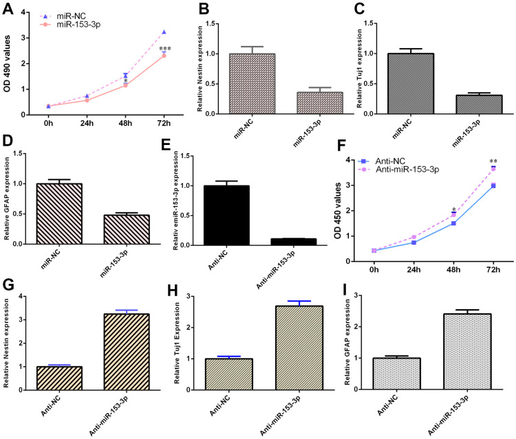 miR-153-3p suppresses NSC differentiation and proliferation. (A) Ectopic expression of miR-153-3p inhibited NSC proliferation. (B) Overexpression of miR-153-3p decreased nestin expression. (C) The expression of Tuj1 was detected by qRT-PCR. (D) The expression of GFAP was measured by qRT-PCR. (E) The expression of miR-153-3p was measured by qRT-PCR. (F) The suppression of miR-153-3p increased NSC growth. (G) Nestin expression was measured by qRT-PCR. (H) The expression of Tuj1 was detected by qRT-PCR. (I) The expression of GFAP was measured by qRT-PCR. *p<0.05, **p<0.01 and ***p<0.001. Error bars represent the s.d. of relative experiment from n=3 replicates.