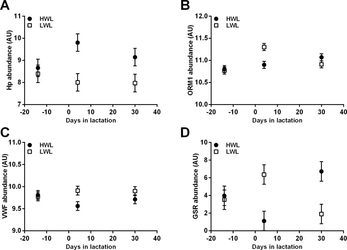 Longitudinal differential abundances of acute phase and oxidative stress-related proteins in AT of HWL and LWL cows according to proteomic analysis.Cows were categorized either as high-weight loss (HWL, n = 9) or low-weight loss (LWL, n = 9) based on the percentage of BW loss between weeks 1 and 5 postpartum. The biopsies of subcutaneous AT from a subgroup of HWL and LWL AT (n = 5 per group) from 14 d prepartum, 4 d, and 30 d postpartum were analyzed by proteomic analysis. HP = haptoglobin; ORM1 = alpha-1-acid glycoprotein; VWF = von Willebrand factor; GSR = glutathione reductase.