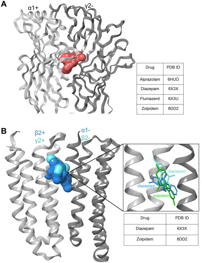 Benzodiazepine and zolpidem binding sites. (A) Extracellular high affinity binding site (BS) shared by BZDs and Z-drugs, which requires an α1,2,3 or 5 subunit as a principal component (+) of the BS and a γ1-3 as a complementary part (−) of the interface. Light gray: α1+; dark gray: γ2-; red surface: ligands bound to the binding site in various structures as listed in the table. (B) Diazepam and zolpidem low affinity binding sites within the transmembrane domain (TMD) of the GABAA receptor. Diazepam density has been resolved in both the α2+/β2-, and the β2+/α1- pockets within the interface at the upper TMD between the two subunits. Zolpidem was found only in the latter, in 8DD2 (117). Light gray: β2+/γ2+ subunit, dark gray: α1−/β2- subunit; ligand surfaces are superposed in blue and cyan. The insert shows the three ligands in superposition, color coded to emphasize the different binding modes that diazepam displays in the two sites, respectively.