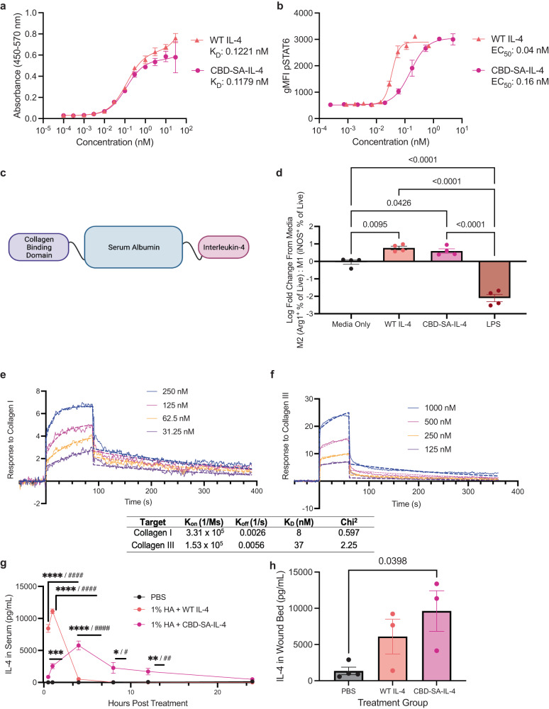 CBD-SA-IL-4 protein binds to collagen and is retained in the wound tissue when topically applied.a ELISA using immobilized IL-4Rα (n = 2; mean ± SEM). b Dose-dependent signaling through STAT6 in RAW264.7 cell line with both WT IL-4 and engineered construct CBD-SA-IL-4 (n = 2, mean ± SEM). EC50 values shown. c Schematic depicting composition of engineered IL-4 construct, flexible linkers are composed of (GGGS)2 sequence. d Polarization of RAW264.7 macrophage-like cell line towards M2 phenotype (Arg1+) when treated with WT IL-4 or CBD-SA-IL-4 (65 ng/mL IL-4 equivalent) or M1 (iNOS+) when treated with LPS (50 ng/mL) (n = 4; mean ± SEM). e Affinities (KD values are shown) of CBD-SA-IL-4 against collagen I and (f) collagen III were measured by SPR. A SPR chip was functionalized with collagen I (e) or collagen III (f) and the engineered construct was flowed over the chip at indicated concentrations. Curves represent the specific responses in (RU) to each collagen observed. Experimental curves were fitted with Langmuir binding kinetics. g Release of CBD-SA-IL-4 or WT IL-4 (100 µg/ mL IL-4 equivalent) from 1% HA carrier after topical application in vivo, IL-4 concentration from serum timepoints quantified by IL-4 ELISA, using appropriate standard for each construct to account for binding differences (n = 3; mean ± SEM). h IL-4 content in the wound microenvironment quantified by IL-4 ELISA, using appropriate standard for each construct to account for binding differences 24 hr after treatment with IL-4 constructs containing HA gels in vivo (n = 3; mean ± SEM). Statistics: d Analyzed using ordinary one-way ANOVA and Tukey correction for multiple comparisons. g Analyzed using ordinary one-way ANOVA with Tukey corrected multiple comparison against all groups for each time point (* against PBS, # against IL-4 group). h Analyzed using ordinary one-way ANOVA with Tukey corrected multiple comparison against all groups. *p < 0.05, **p < 0.01, ***p < 0.001.
