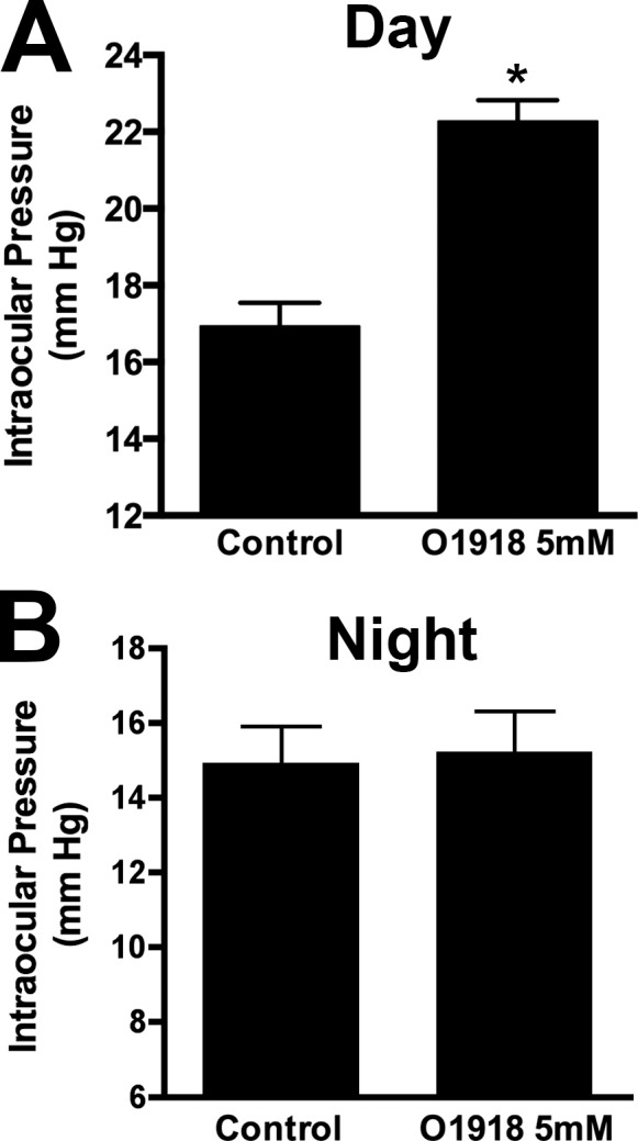 The GPR18 antagonist O-1918 raises IOP during the day but not at night. (A) Intraocular pressure in O-1918–treated versus control eye in midday treatments. (B) Same treatment in separate group of animals under reverse light cycle, equivalent to midnight. *P < 0.05, paired t-test.