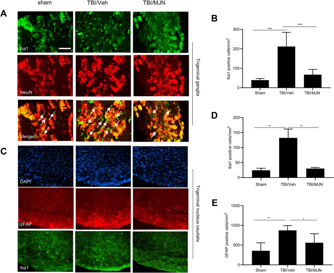 The increased glial cells accumulation in the trigeminal ganglion (TG) and the trigeminal nucleus caudalis (TNC) of the mTBI mice was attenuated by MJN110 treatment. On day 7 post-injury, the Iba1-positive macrophages/microglia cells significantly increased in the TG (A; arrows in the merged images point to the representative macrophages) and TNC (C) of the mTBI mice, which were remarkably reduced by MJN treatment. Quantification showed that there was 4–5 folds increase in the Iba1 positive cells in the TBI/vehicle group compared to the sham group in both TG and TNC, and the increase was almost completely blocked by MJN treatment (B, D). ***, p < 0.001, **, p < 0.01 was obtained when the MJN treated group compared to the TBI/vehicle group. GFAP positively stained cells in the TNC significantly increased compared to that in the sham group, and was remarkably reduced by the MJN treatment (C, E), *, p < 0.05 was obtained when the MJN treatment group was compared to the TBI/vehicle group (n = 10/group). Scale bar = 50 μm
