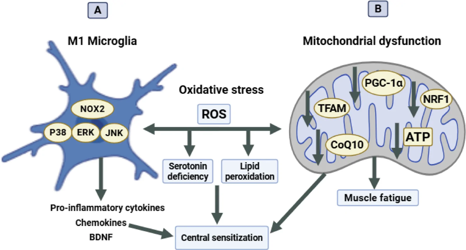 Role of oxidative stress in A M1 microglial activation and B mitochondrial dysfunction eventually contributing to central sensitization. ATP Adenosine triphosphate, BDNF Brain-derived neurotrophic factor, CoQ10 Coenzyme Q10, ERK Extracellular signal-regulated kinase, JNK c-Jun-N-terminal kinase, NOX2 NADPH oxidase 2, NRF1 Nuclear respiratory factor 1, PGC-1α Peroxisome proliferator-activated receptor-gamma coactivator 1-alpha, ROS Reactive oxygen species, TFAM Mitochondrial transcription factor A