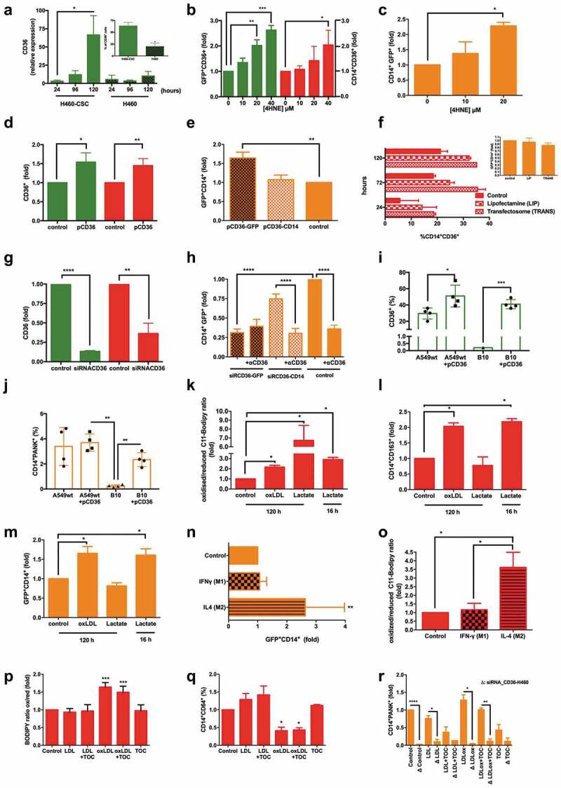 Fusion process efficacy depends on both the regulation of CD36 expression by CSCs and microenvironmental lipids fluctuations, and the oxidative status and M2-phenotype of MΦs.
