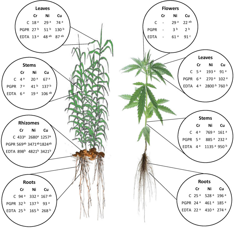 Summary of mean values of Cr, Ni, and Cu uptake (μg HM plant–1) in plant components for hemp and giant reed as affected by treatments. Different letters denote statistically different (Tukey’s test, P = 0.05) uptake values among treatment for each HM.
