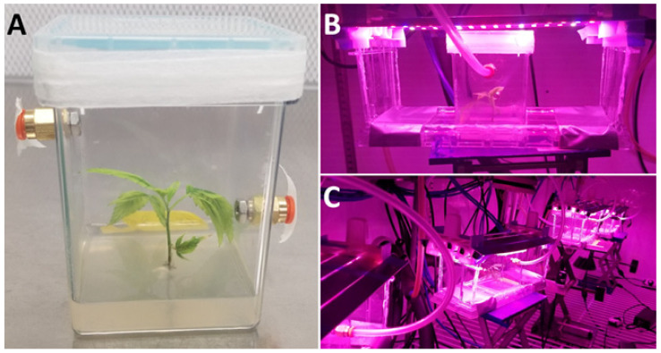 Cultured plantlets connected to the open-flow/force-ventilated gas exchange system. (A) Experimental culture for experiment 1 removed from acclimation for experimentation. (B) Experimental culture connected to the open-flow/force-ventilated gas exchange system with light lids suspended above the culture vessel. (C) Experimental cultures connected to the open-flow/force-ventilated gas exchange system, with light lids suspended above cultures during experimentation.