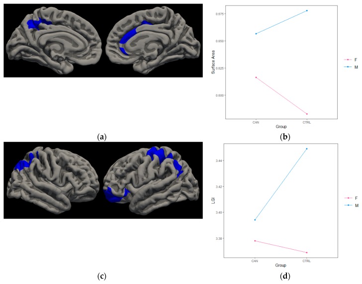 Cannabis*Gender Findings. (a) Medial view of significant interaction between cannabis group and gender in left cuneus, left rostral middle frontal (not pictured), and right superior frontal SA. (b) Generally, female cannabis users demonstrated more SA in these regions compared to non-using females, whereas male cannabis users demonstrated less SA compared to non-using males (left rostral middle frontal SA finding depicted). (c) Lateral view of significant interaction between cannabis group and gender in right supramarginal, left precentral, and left lateral orbitofrontal LGI. (d) Generally, female cannabis users had more LGI in this region compared to non-using females, whereas male cannabis users had less LGI compared to non-using males (left precentral LGI finding depicted).