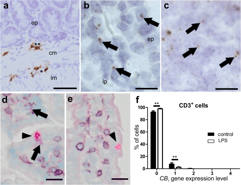 ISH staining of CB1 mRNA in ileum of healthy (a–d) and LPS-treated (e) mice. Strong CB1 mRNA ISH staining (brown, DAB) is seen in myenteric (asterisk) and submucosal ganglia (double asterisk) in the ileal wall of healthy mice (a). There is only low expression of CB1 mRNA (arrows) in the epithelium (bep) and the lamina propria (blp). High magnification of lymph follicles shows CB1 gene expression in healthy animals (c). High levels of CB1 mRNA (FastRed) are detected in isolated cells of the epithelium, probably neuroendocrine cells (arrowheads), from healthy (d) as well as LPS-treated (e) mice. Only marginal staining of CB1 mRNA is found in CD3+ cells (d, purple, VIP; arrows) that is even less in the ileum of LPS-treated animals (e). Quantification of CB1/CD3+ double staining is shown in f. Calibration bar in a: 50 µm; calibration bar in b, c: 10 µm; calibration bar in d, e: 20 µm; cm circular muscle layer, ep epithelium, lp lamina propria, lm longitudinal muscle layer; *, myenteric ganglion; **, submucosal ganglion