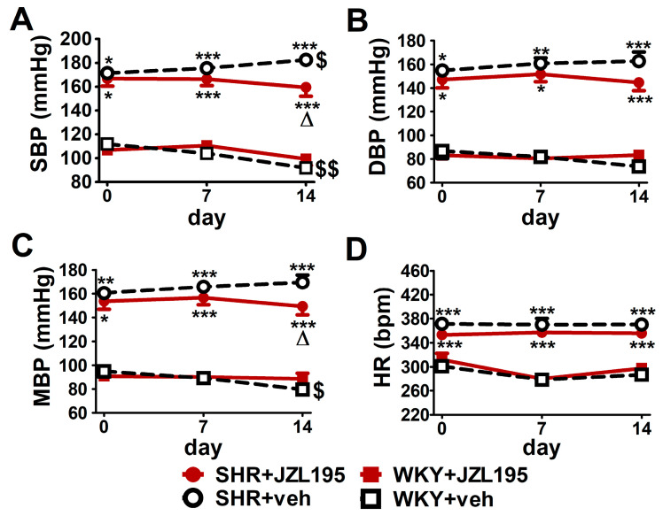 Influence of chronic administration of JZL195 (10 mg/kg, once daily, for 14 days) or its vehicle on systolic blood pressure (SBP; (A)), diastolic blood pressure (DBP; (B)), mean blood pressure (MBP; (C)) and heart rate (HR; (D)) in spontaneously hypertensive rats (SHR) and normotensive Wistar Kyoto rats (WKY). Parameters were measured via the tail-cuff method in restrained rats before the first injection and 7 and 14 days after administration of JZL195 or its vehicle (24 h after i.p. injection). Data are expressed as the means ± SEM of six rats per group; * p < 0.05; ** p < 0.01; *** p < 0.001 vs. normotensive control group (WKY + veh); Δ p < 0.05 vs. respective vehicle group; $ p < 0.05; $$ p < 0.01 vs. day 0.