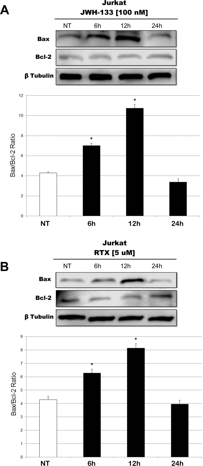 Effects of JWH-133 and RTX treatments on Bax/Bcl-2 ratio, in Jurkat cell lineBax and Bcl-2 protein expression levels in Jurkat cell line, determined by Western Blot, starting from 15 μg of total lysates after JWH-133 [100 nM] (A) and RTX [5 uM] (B) treatments at 6 h, 12 h and 24 h of exposure. The results were normalized for the housekeeping protein β-tubulin. The most representative images are displayed. The graphs represent the ratio between Bax and Bcl-2 as the mean and ± S.D. from two experiments. A t-test has been used to evaluate the statistical differences in protein expression levels. *indicates p ≤ 0.05 compared to the untreated control (NT).