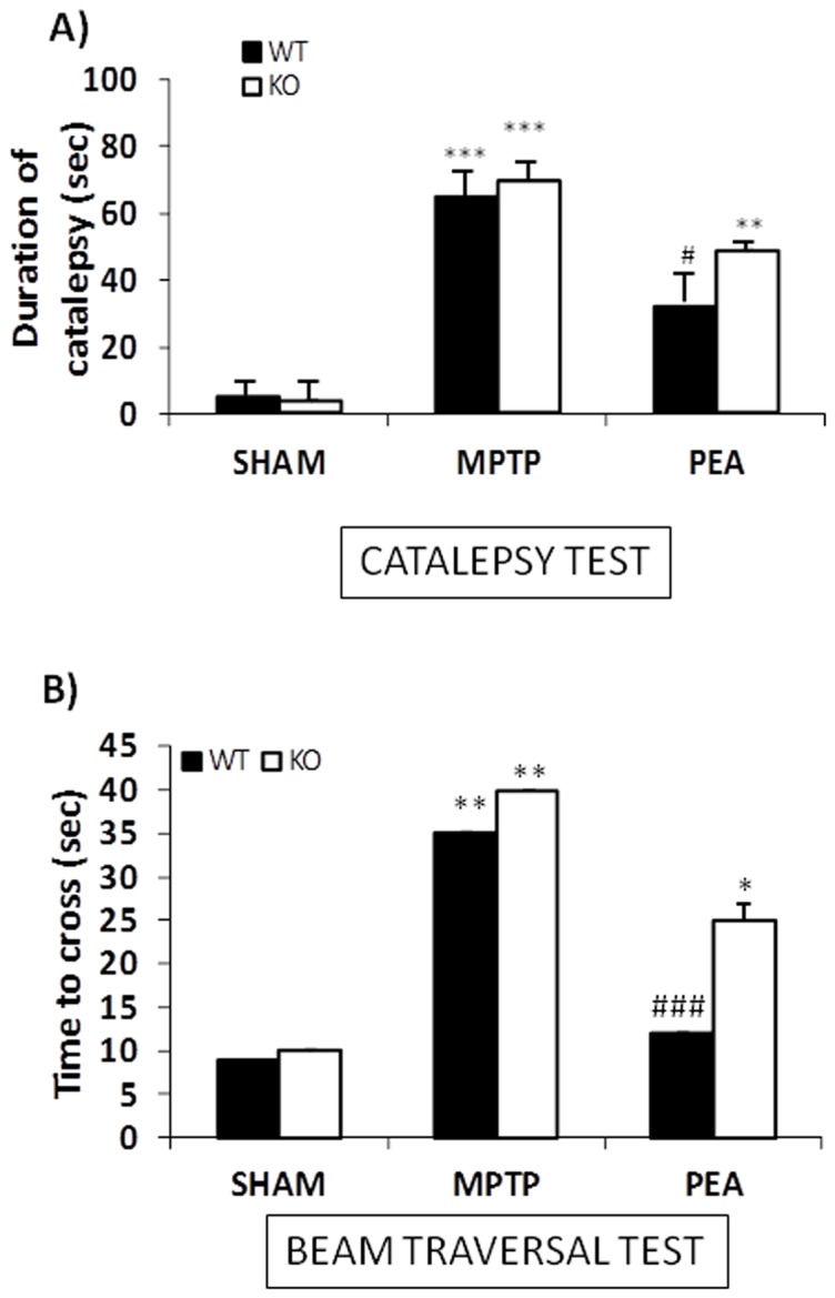 Effect of PEA on behavioural impairments induced by MPTP.Catalepsy was evaluated according to the standard bar hanging procedure (A). In panel B results from Beam Trasversal test are reported. PEA treatment (10 mg/kg) reduced behavioural impairments induced by MPTP in WT mice, but in PPARαKO mice PEA didn't ameliorate motor dysfunction induced by MPTP. *p<0.05, **p<0.01, ***p<0.001 vs Sham; #p<0.05, ##p<0.01 vs MPTP mice.